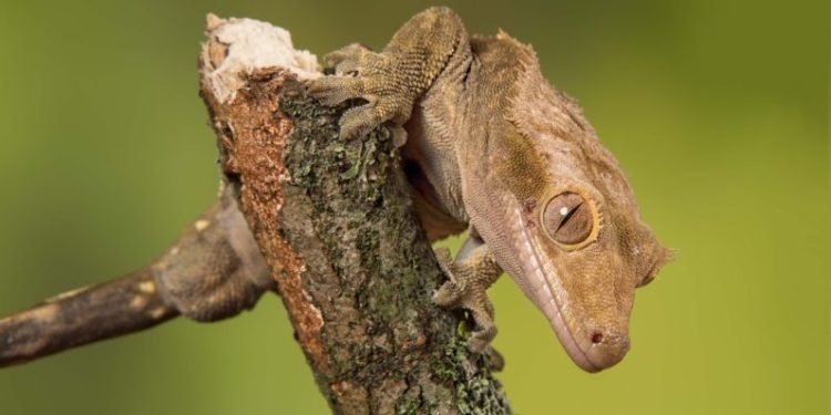 Crested gecko Length Size