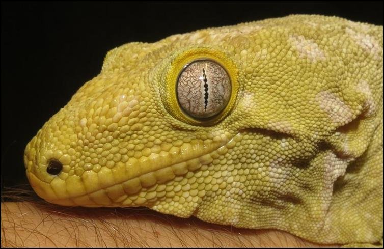 New Caledonian giant gecko Length Size