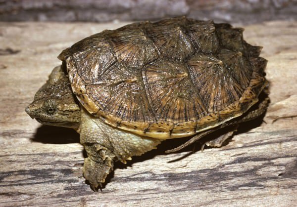 Snapping turtle Length Size