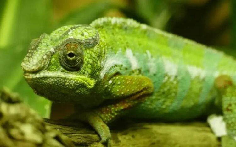 Can Chameleons Hear and Do Loud Noises Bother Chameleons?