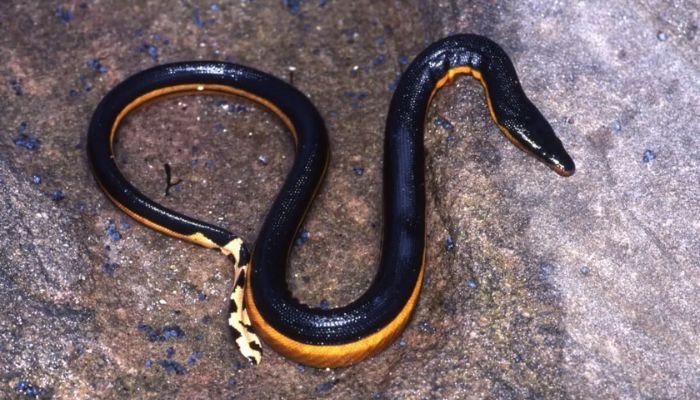 Yellow-bellied sea snake
