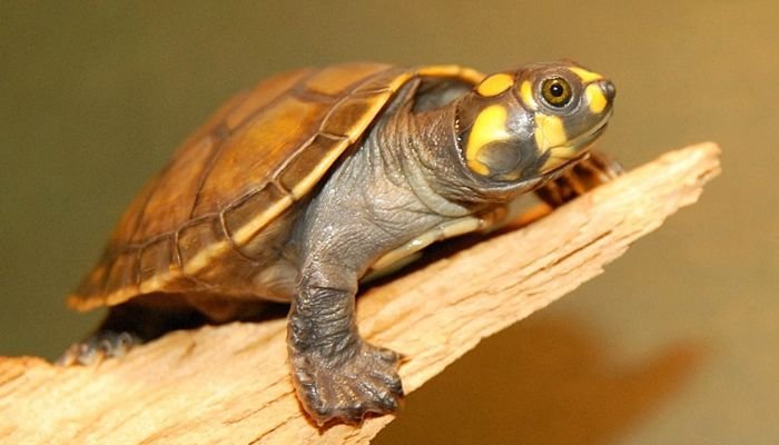 yellow-spotted amazon river turtle