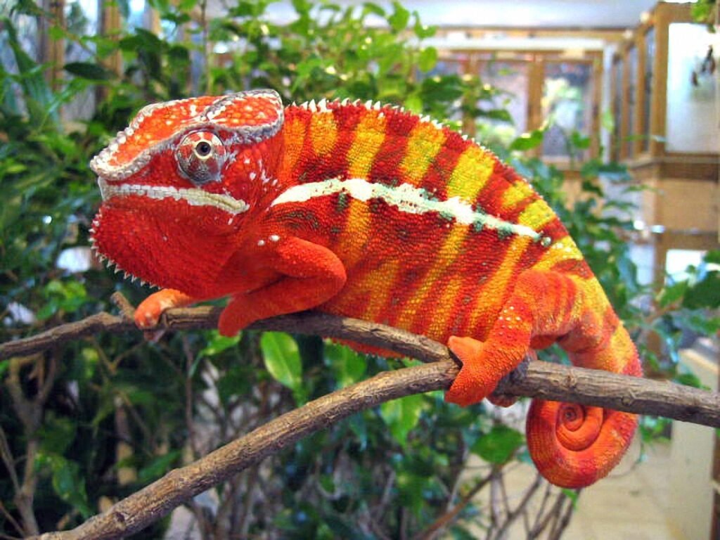Chameleon size