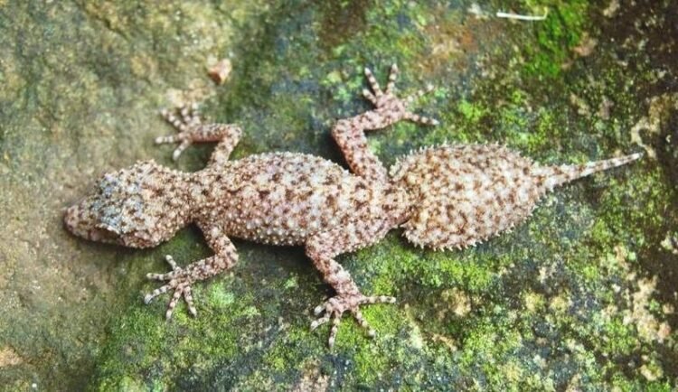 Leaf-tailed gecko Length Size