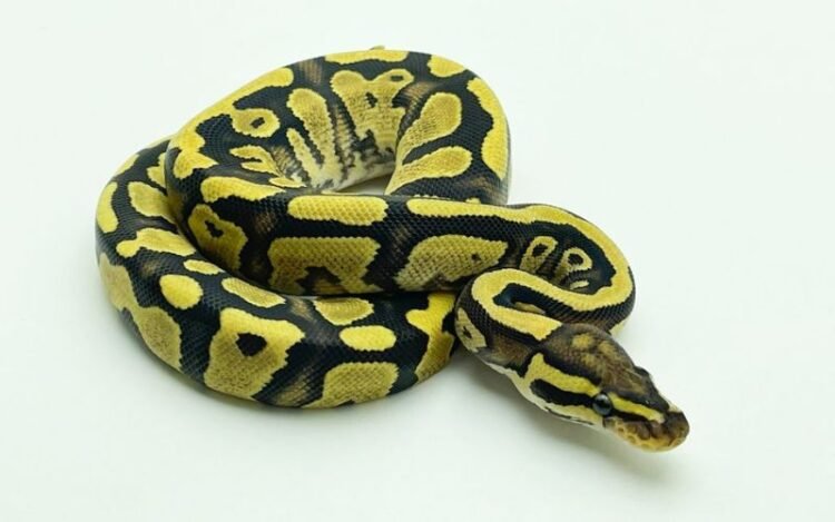 Best 4 Ball Python Feeding Tongs and Tools in 2023