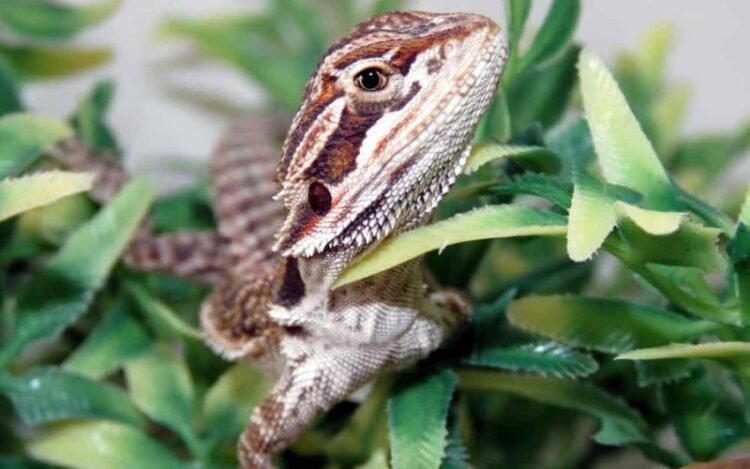 Can Bearded Dragons Eat Strawberries, Kale, Broccoli, and Celery?