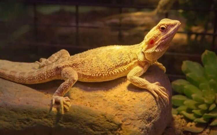 How Long Can a Bearded Dragon Go Without Heat?