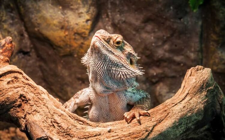 How Much Does a Bearded Dragon Cost? Bearded Dragon Monthly Expense in 2023