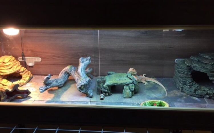 Is 40 Gallon Tank Size a Comfortable Habitat for Bearded Dragon?