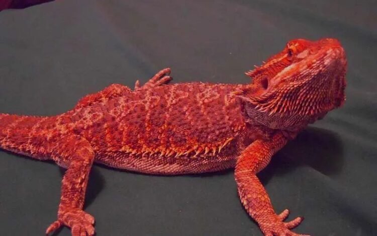 Red Morph Bearded Dragon Care Sheet to Follow in 2023
