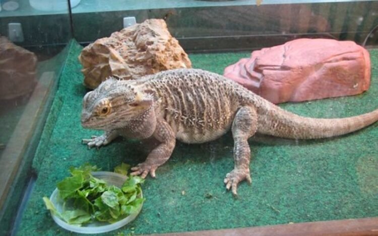 Can Bearded Dragons Eat Arugula, Cucumbers, Lettuce, and Apples?