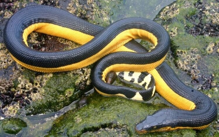 Yellow-bellied sea snake Length Size