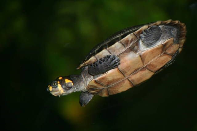 Yellow-spotted Amazon River Turtle FAQ Guide on Food, Habitat, Size ...